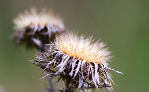 Gamta, Kiaulpienė, Augalas, Žalias, Vasara, Gėlės, Sodas, Pavasaris, Flora, Geltona, Echinacea, Violetinė, Sėkla, Makro, Balta, Rožinis, Žiedas, Žolė, Bičių, Žydėti, Drakonas, Iš Arti, Gėlių, Dygliuota Veislė, Uždaryti, Išsamiai, Grožis, Gražus, Laukiniai, Natūralus, Lauke, Aplinka, Kraštovaizdis, Spalva, Laukas, Diena, Parkas, Šviesus, Vaizdingas, Scena, Rytas, Kaimas