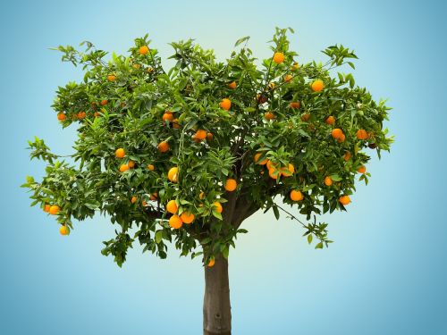 Gamta, Medis, Oranžinė, Oranžinis Medis, Vaisiai, Vitaminas, Maistas, Valgyti