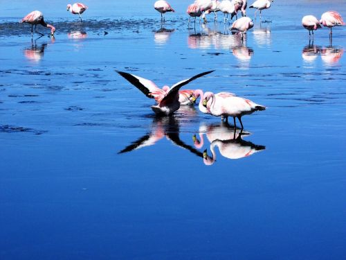 Gamta, Flamingos, Vandens Paukštis