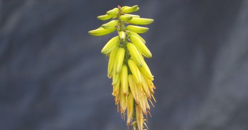 Gamta, Gėlė, Finlandia, Armėnija, Quindio