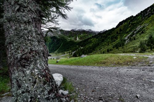 Gamta, Zirm, Medis, Kraštovaizdis, Kalnai, South Tyrol, Alpių