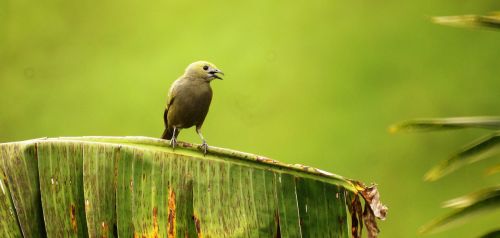 Gamta, Paukščiai, Circassia, Quindio, Kolumbija