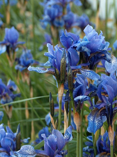 Gamta, Gėlė, Iris, Mėlynas
