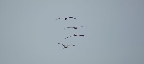 Gamta, Paukščiai, Pelikanai, Jūra, Bonaventure, Kolumbija