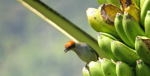 Gamta, Paukščiai, Kolumbija