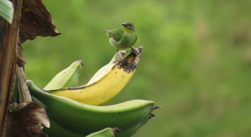Gamta, Paukščiai, Paukštis, Bananų Medis, Fauna, Quindio