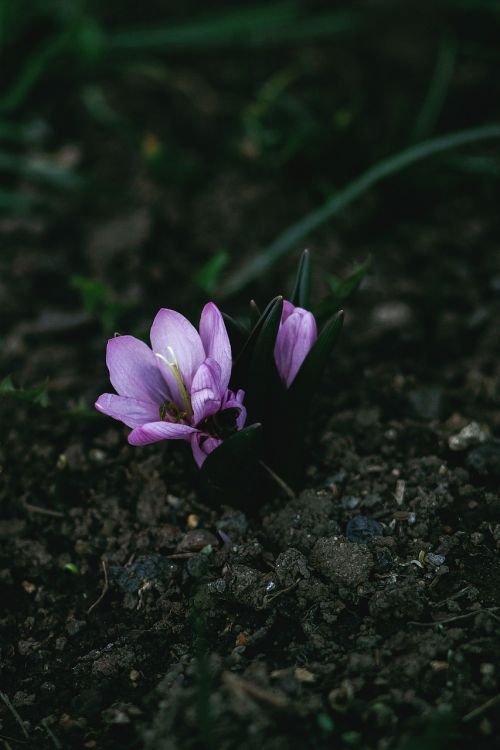 Gamta, Augalai, Žalias, Violetinė, Violetinė