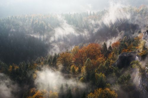 Gamta, Kraštovaizdis, Medžiai, Miškas, Miškai, Rūkas, Ruduo, Kritimas