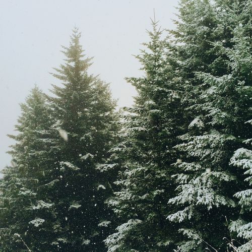 Gamta, Miškai, Medžiai, Pušis, Sniegas, Žiema