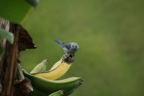 Gamta, Fauna, Ave, Paukštis Platanalyje, Bananas, Indijos