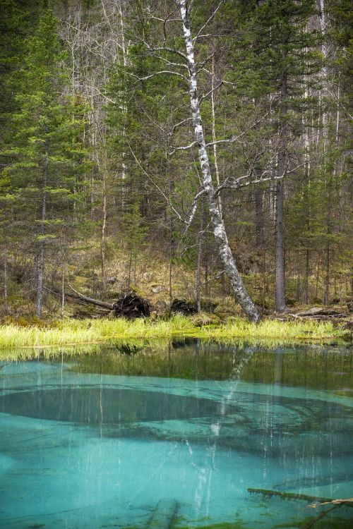 Gamta, Ežeras, Pavasarinis Ežeras, Altas, Rusija