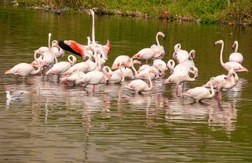 Gamta, Flamingo, Paukštis, Plunksna, Laukinė Gamta, Rožinis, Spalvinga, Afrika