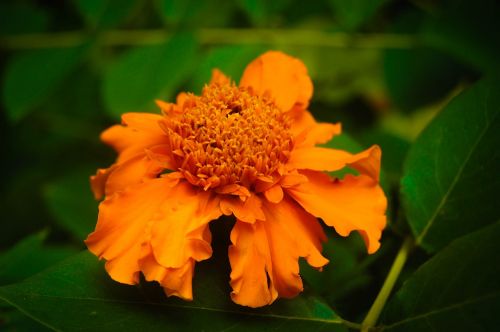 Gamta, Gėlė, Srilanka
