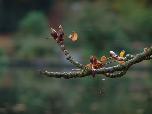 Gamta, Blur, Pavasaris, Makro, Flora, Lapai, Augalas, Uždaryti, Filialas