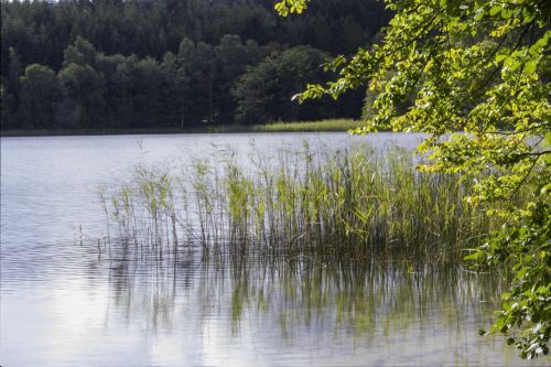 Gamta, Ežeras, Vaizdas, Denmark