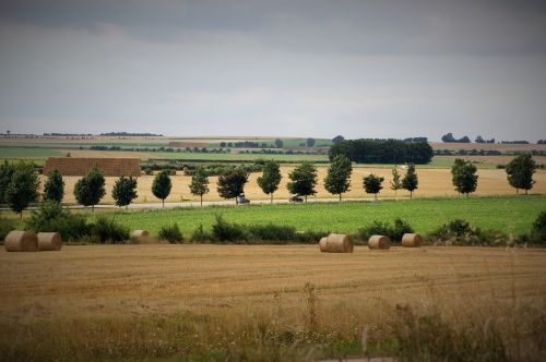 Gamta, Laukas, Vasara