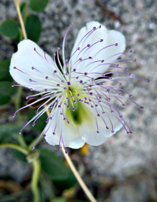 Gamta, Laukinė Gėlė, Makro