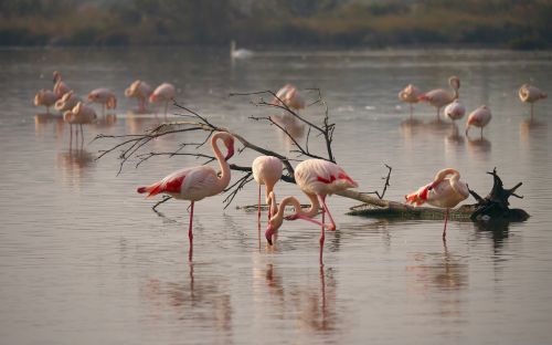 Gamta, Flamingo, Flamingos, Tvenkinys, Camargue