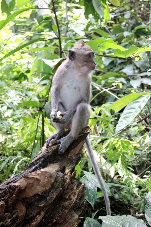 Gamta, Bali, Beždžionė