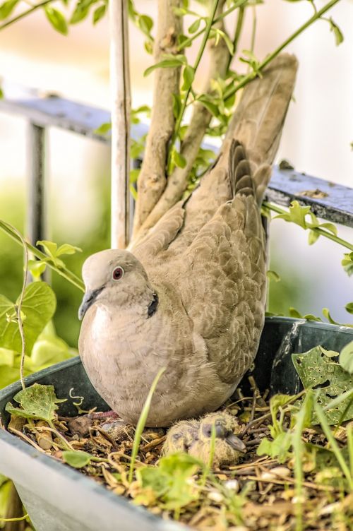 Gamta, Gyvūnai, Paukščiai, Fauna, Plunksnos, Turtledoves