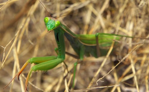 Gamta, Vabzdys, Mantis, Makro, Žalias, Predateur