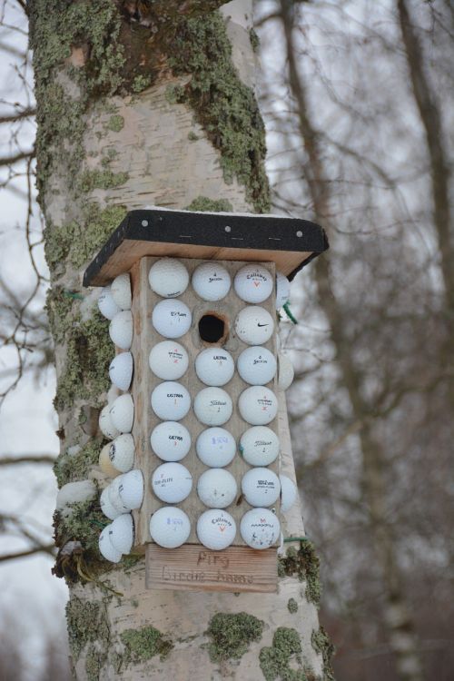 Gamta, Birdhouse, Paukštis, Gamtos Nuotrauka, Paukštis Namuose, Medis