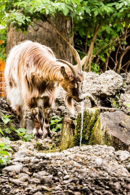 Gamta, Gyvūnas, Žinduolis, Gyvūnų Pasaulis, Žolė, Laukiniai, Mediena, Medis, Kailis, Vasara, Parkas, Aplinka, Bock, Kazkas, Ožka, Zomšys, Akmuo, Rokas, Ragai, Ragas, Žalias, Ruda, Pilka, Vanduo, Gerti, Lapai, Augalas, Tekstūra, Kraštovaizdis