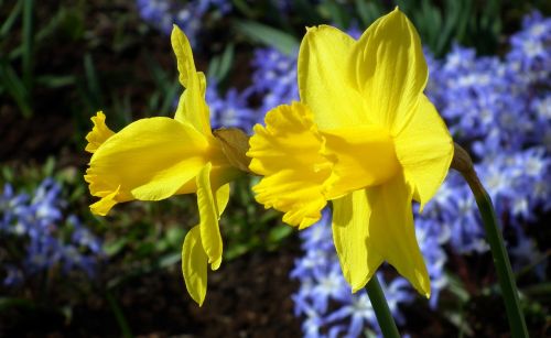 Gamta, Gėlė, Augalas, Narcissus Trąbkowy, Lapai, Pavasaris, Geltona, Žydėjimas, Iš Arti