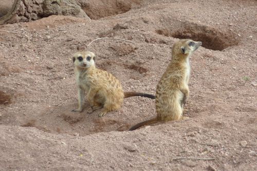 Gamta, Žinduolis, Gyvūnų Pasaulis, Dykuma, Gyvūnas, Meerkat, Mielas