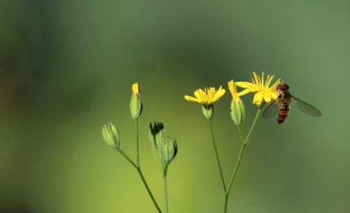 Gamta, Vasara, Gėlė, Lauke, Flora, Vabzdys