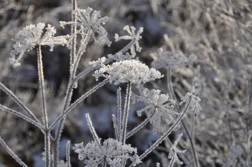 Gamta, Augalas, Gėlė, Sezonas, Šaltis, Uždaryti, Eiskristalio, Auskaras, Ledas, Žiemą, Šaltas