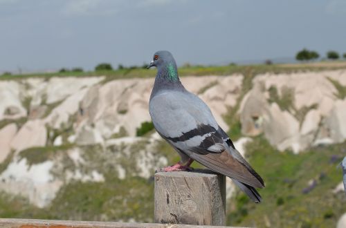 Gamta, Lauke, Paukščiai, Niekas, Cappadocia