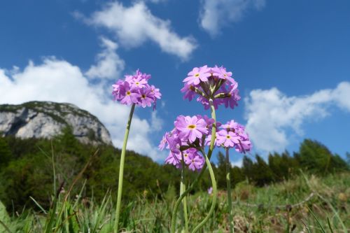 Gamta, Gėlė, Augalas, Vasara