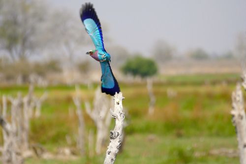 Gamta,  Okavango,  Botsvana,  Paukštis,  Spalva,  Be Honoraro Mokesčio
