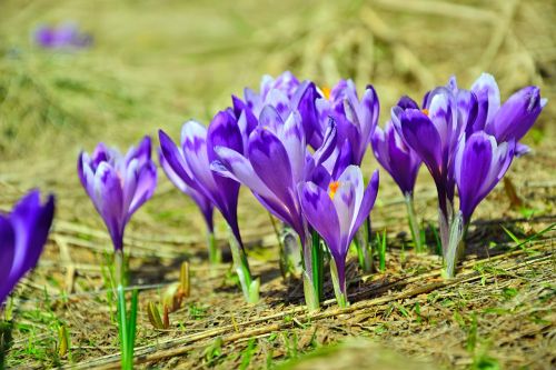 Gamta,  Gėlė,  Flora,  Sezonas,  Augimas,  Be Honoraro Mokesčio