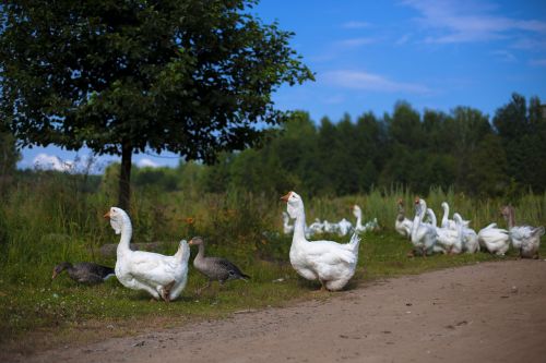 Gamta,  Paukštis,  Ežeras,  Lauke,  Be Honoraro Mokesčio