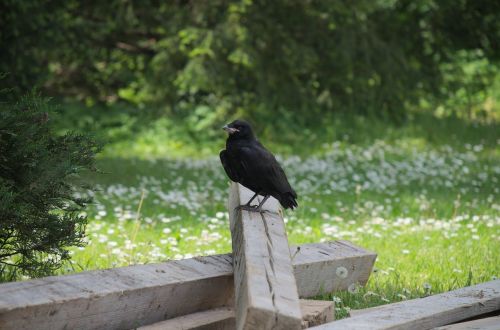 Gamta,  Mediena,  Žolė,  Medis,  Nemokamai,  Varna,  Gyvūnų Pasaulis,  Be Honoraro Mokesčio