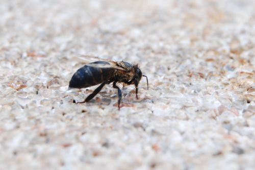 Gamta,  Vabzdys,  Animalia,  Mažas,  Be Honoraro Mokesčio