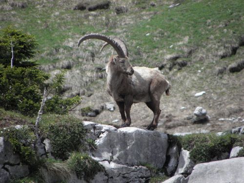 Gamta,  Roche,  Gyvūnas,  Fauna,  Be Honoraro Mokesčio