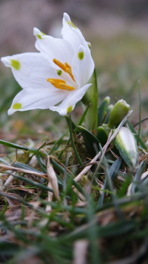 Gamta,  Gėlė,  Flora,  Sezonas,  Lauke,  Be Honoraro Mokesčio