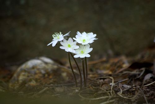 Gamta,  Gėlės,  Lauke,  Augalai,  Hepatica,  Wildflower,  Slėnis,  Kalnas,  Laukiniai,  Vanduo,  Be Honoraro Mokesčio