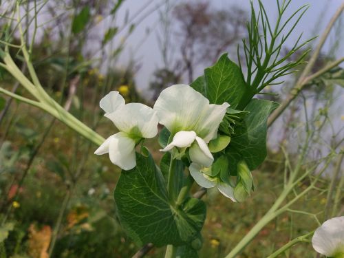 Gamta,  Flora,  Gėlė,  Lapai,  Lauke,  Be Honoraro Mokesčio