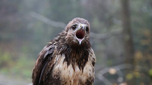 Gamta,  Laukinė Gamta,  Gyvūnas,  Paukštis,  Lauke,  Laukiniai,  Plėšrūnas,  Plunksna,  Be Honoraro Mokesčio