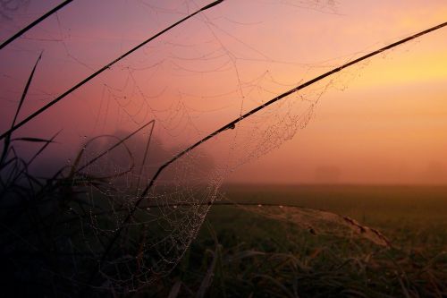 Gamta,  Saulėlydis,  Rūkas,  Voratinklis,  Dangus,  Aušra,  Dusk,  Rūkas,  Ruduo,  Vakaras,  Siluetas,  Tinklas,  Afterglow,  Debesys,  Vakarinis Dangus,  Nuotaika,  Abendstimmung,  Atmosfera,  Be Honoraro Mokesčio