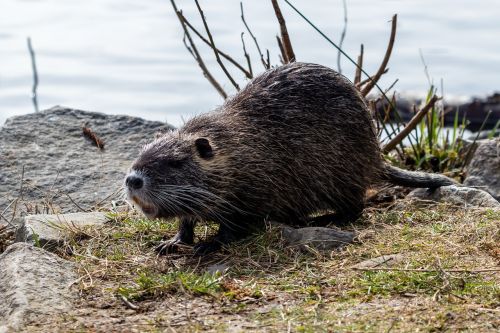 Gamta,  Gyvūnų Pasaulis,  Gyvūnas,  Žinduolis,  Laukiniai,  Graužikas,  Nutria,  Be Honoraro Mokesčio