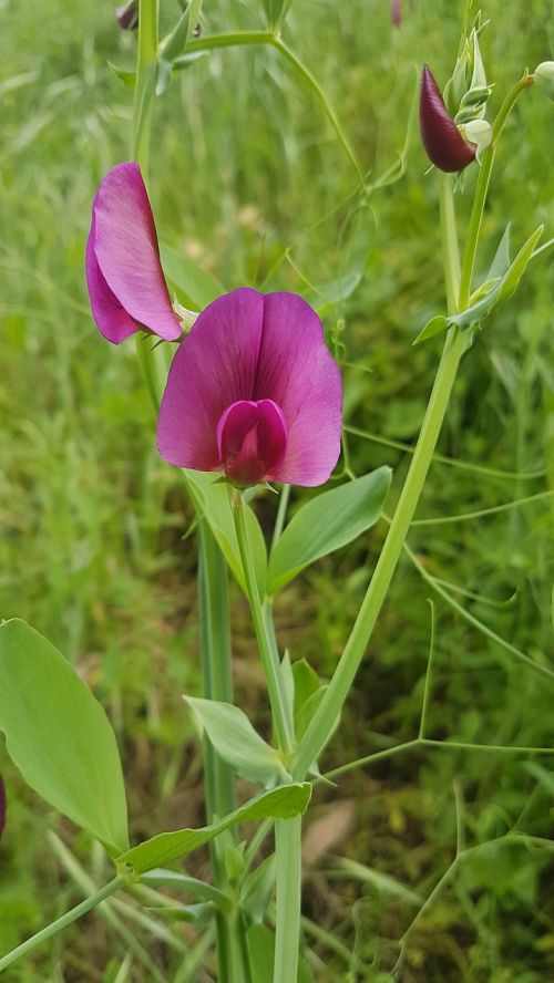 Gamta,  Flora,  Vasara,  Gėlė,  Lapai,  Be Honoraro Mokesčio