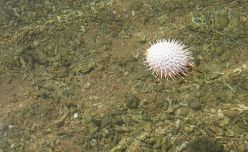 Gamta,  Lauke,  Puffer Fish,  Iš Arti,  Be Honoraro Mokesčio