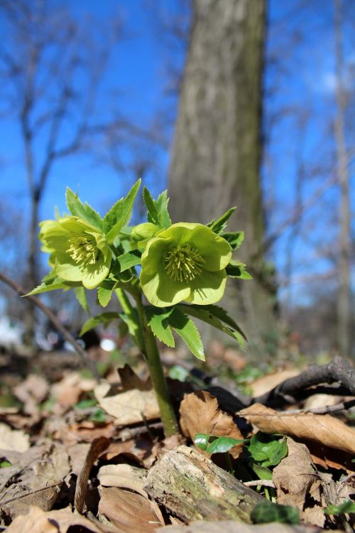 Gamta,  Medis,  Lapai,  Lauke,  Mediena,  Flora,  Sezonas,  Aplinka,  Parkas,  Gėlė,  Gražus,  Žolė,  Laukinės Gėlės,  Pavasaris,  Žalias,  Augalas,  Žiedas,  Laukas,  Žydėti,  Šviežias,  Saulė,  Natūralus,  Saulės Šviesa,  Spalva,  Žiedlapis,  Žydi,  Dangus,  Sezoninis,  Saulėtas,  Mėlynas,  Be Honoraro Mokesčio