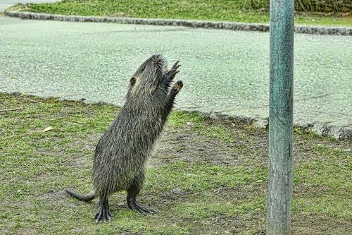 Gamta,  Nutria,  Žinduolis,  Gyvūnų Pasaulis,  Be Honoraro Mokesčio