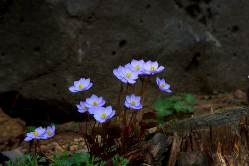 Gamta,  Gėlės,  Augalai,  Kažkur Pokerio Baseine,  Korėjos Respublika,  Pavasaris,  Wildflower,  Pavasario Gėlės,  Be Honoraro Mokesčio